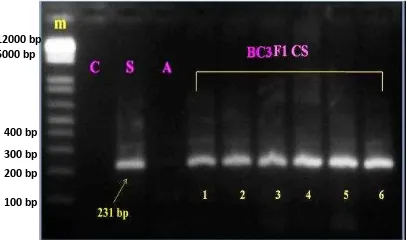 Gambar 10 Hasil elektroforesis padi BC3F1 Ciherang/Swarna-Sub1 dengan marka AEX1F dan AEX1R