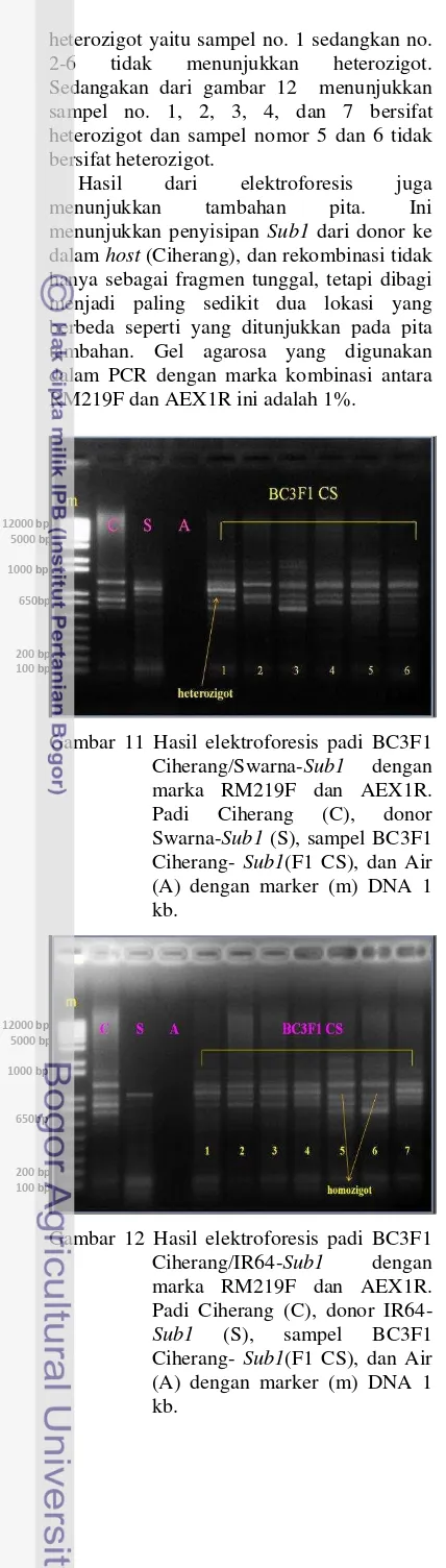Gambar 11 Hasil elektroforesis padi BC3F1 
