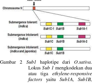 Gambar 2 Sub1 haplotipe dari O.sativa. Lokus Sub 1 mengkodekan dua atau tiga ethylene-responsive factors yaitu Sub1A, Sub1B, dan Sub1C