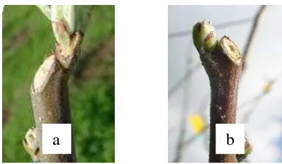 Gambar 2. Hasil Pemangkasan pada Apel; a) Terlalu Dekat dengan Mata Tunas, b) Hasil Pangkasan yang Benar 