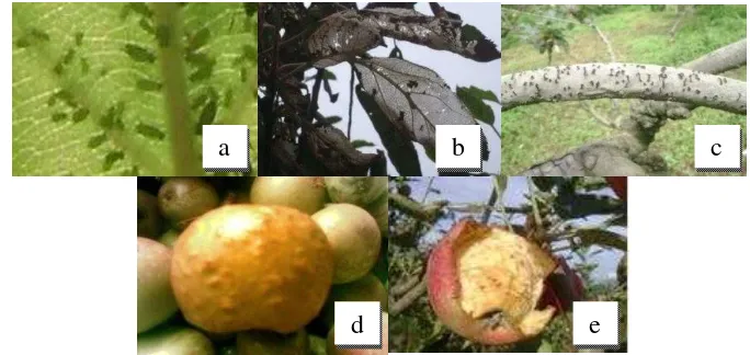 Gambar 6. Gejala Serangan Hama pada Tanaman Apel; a) Aphis pomii, b) Spodoptera litura, c) Kutu Sisik, d) Lalat Buah, e) Burung 