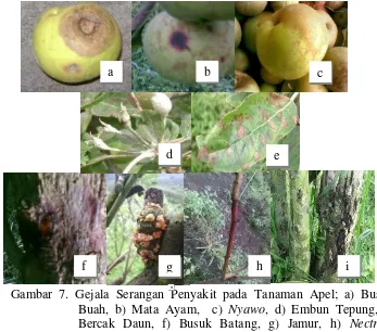 Gambar 7. Gejala Serangan Penyakit pada Tanaman Apel; a) Busuk 
