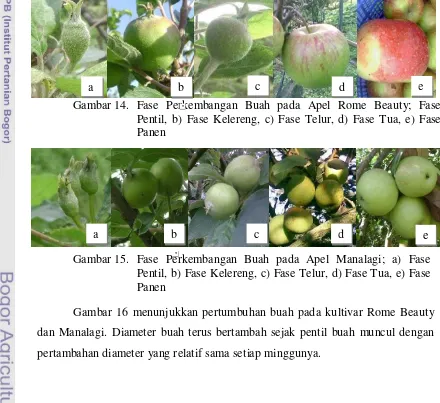 Gambar 16 menunjukkan pertumbuhan buah pada kultivar Rome Beauty 
