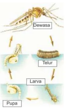 Gambar 2 Siklus hidup nyamuk 