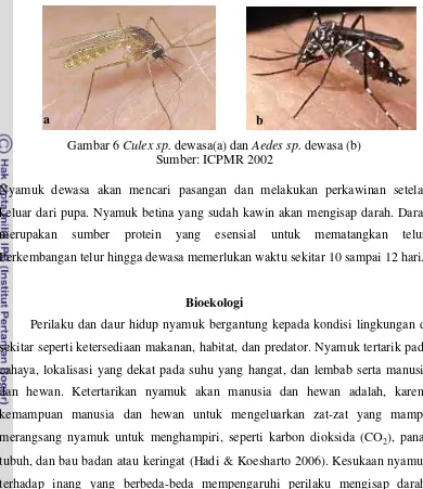 Gambar 6 Culex sp. dewasa(a) dan Aedes sp. dewasa (b) 