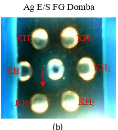 Gambar 5 Hasil AGPT; (a) Serum kelinci yang dinjeksi E/S Fasciola gigantica 