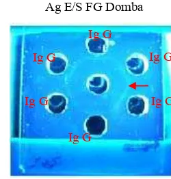 Gambar 6 Hasil AGPT; (a) Presipitasi Ig G dengan antigen E/S (a) Fasciola gigantica asal kerbau (antigen E/S terletak ditengah sumur); (b) Presipitasi Ig G dengan antigen E/S Fasciola gigantica asal domba (antigen E/S terletak ditengah sumur)