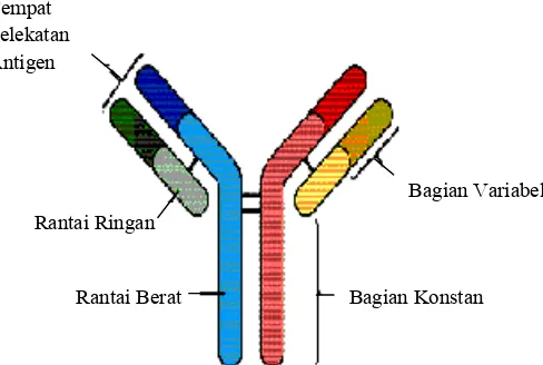 Gambar  1 Struktur Ig G pada mamalia 