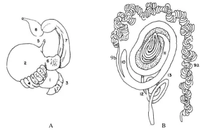 Gambar 3 Sistem pencernaan unta punuk satu A. bagian-bagian lambung (1. lambung bagian pertama sebelah kiri, 2