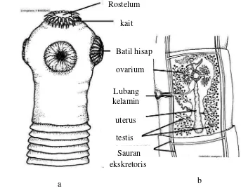 Gambar 4 Morfologi cestoda a. kepala dengan kait dan batil hisap, b. skema segmen cestoda dengan dua alat kelamin (hermafrodit) (Hosie 2000) 