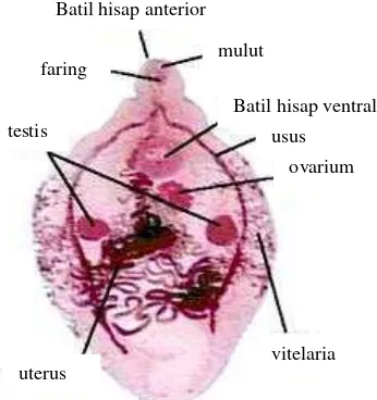 Gambar 7 Morfologi trematoda dengan dua batil hisap, saluran pencernaan 
