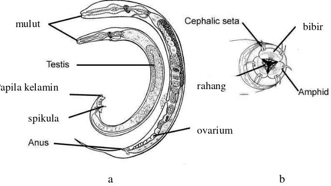 Gambar 10  Morfologi nematoda a. jantan dengan testis dan spikula (kiri), betina dengan ovarium (kanan), b