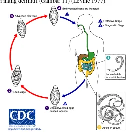 Gambar 11 Siklus hidup nematoda (Trichuris spp) pada manusia 