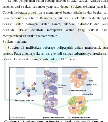 Gambar 2.2  Tingkatan Struktur Protein (a) Struktur Primer  (b) Struktur Sekunder (c) Struktur Tersier (d) Struktur Kuartener