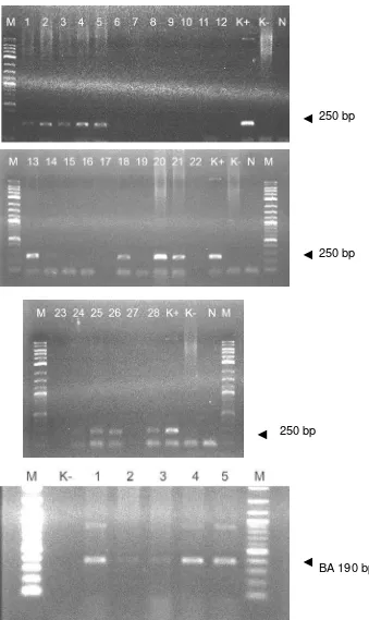 Gambar 6.  Deteksi insersi gen mBP-tiGH menggunakan metode PCR pada 