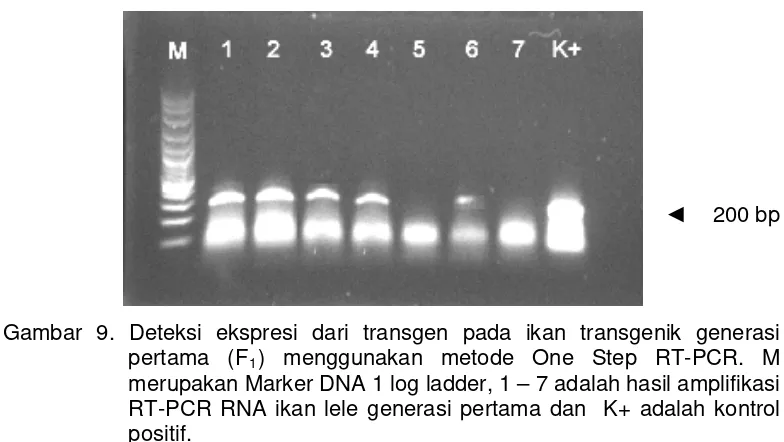 Gambar 9. Deteksi ekspresi dari transgen pada ikan transgenik generasi 