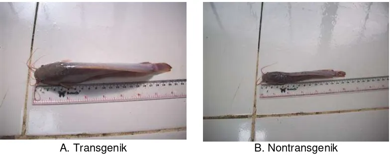 Gambar 14. Ikan transgenik generasi pertama (A) dan nontransgenik (B) umur 3  bulan. 