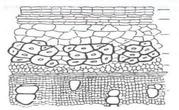 Gambar 1.1.  . Penampang melintang kulit rami sebelumproses dekortikasi (Jarman ,1978) lum mengalami 