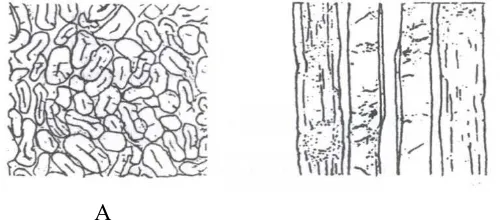Gambar 1. 1.2. Penampang melintang serat rami setedekortikasi (Jarman .,1978) telah proses 