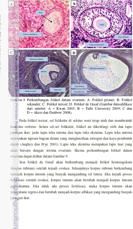 Gambar 8 Perkembangan folikel dalam ovarium: A. Folikel primer; B. Folikel 