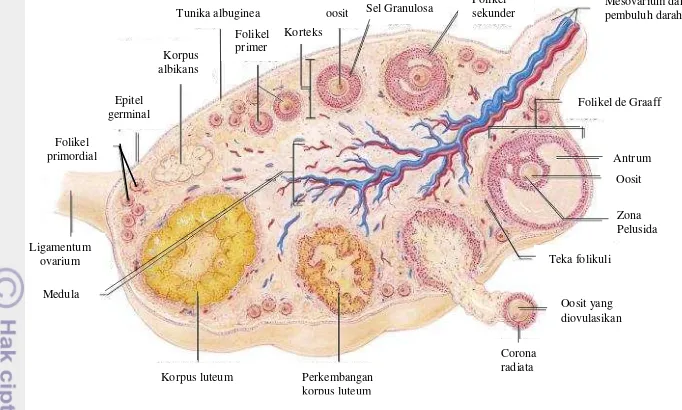 Gambar 9  Skema perkembangan folikel dalam ovarium (Modifikasi dari sumber; 