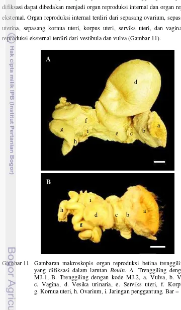 Gambar 11 Gambaran makroskopis organ reproduksi betina trenggiling Jawa yang difiksasi dalam larutan Bouin