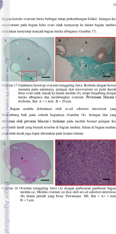 Gambar 17 Gambaran histologi ovarium trenggiling Jawa. Berbeda dengan hewan 
