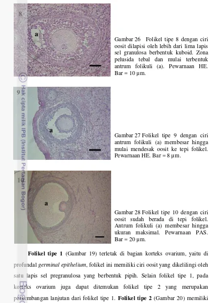 Gambar 26 Folikel tipe 8 dengan ciri oosit dilapisi oleh lebih dari lima lapis sel granulosa berbentuk kuboid