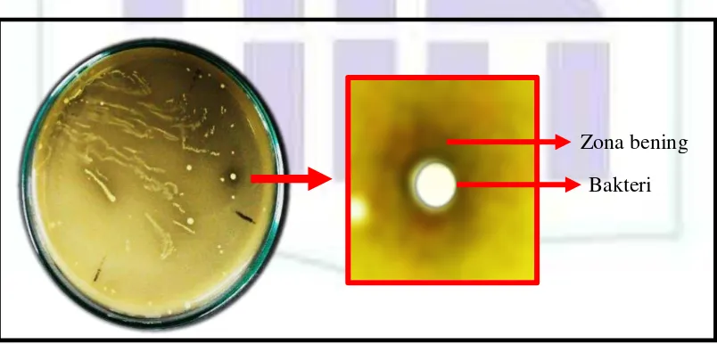 Gambar 4.1. Isolat bakteri dari fermentasi air cucian beras yang memiliki zona bening disekitar koloni bakteri 