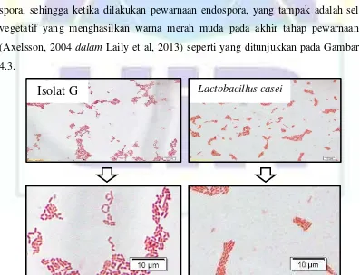 Gambar 4.2. Hasil pewarnaan Gram isolat bakteri dari fermentasi air cucian beras 