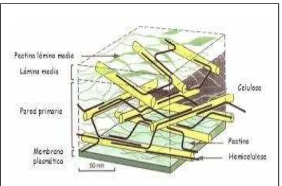Gambar 2.1 Struktur Dinding Sel Tanaman yang Mengandung Pektin 