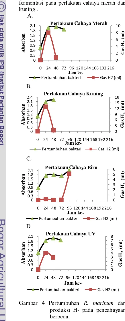 Gambar 4 Pertumbuhan R. marinum dan  