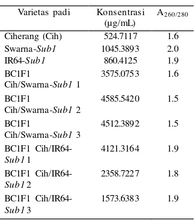 Tabel 2 Pengukuran konsentrasi dan kemurnian DNA daun padi 