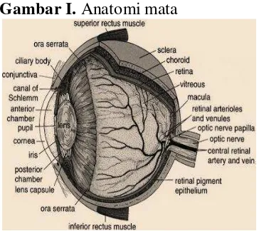 Gambar I. Anatomi mata 