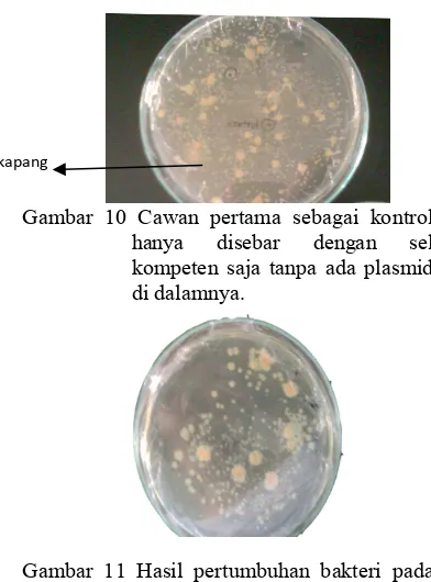 Gambar 11 Hasil pertumbuhan bakteri pada cawan ketiga yang ditransformasikan pada media LB yang ditambahkan ampisilin, tetrasiklin, IPTG dan XBgal
