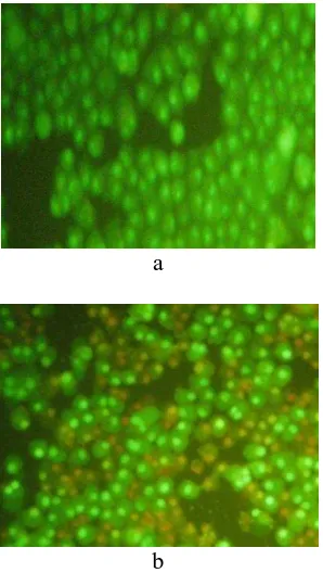 Gambar 5.      Biakan sel karsinoma skuamosa lidah manusia pasca uji apoptosis kontrol,  (b) ekstrak etanol buah delima 150 µg/ml  