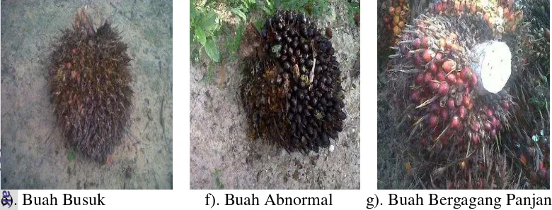 Gambar 7. Hasil Pengamatan Mutu Buah pada Afdeling II 