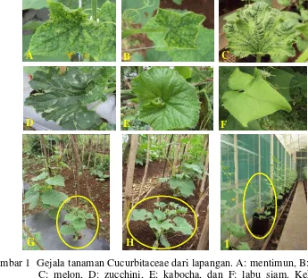 Gambar 1  Gejala tanaman Cucurbitaceae dari lapangan. A: mentimun, B: oyong, 