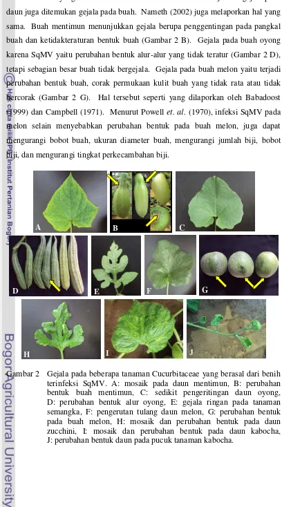 Gambar 2 Gejala pada beberapa tanaman Cucurbitaceae yang berasal dari benih terinfeksi SqMV
