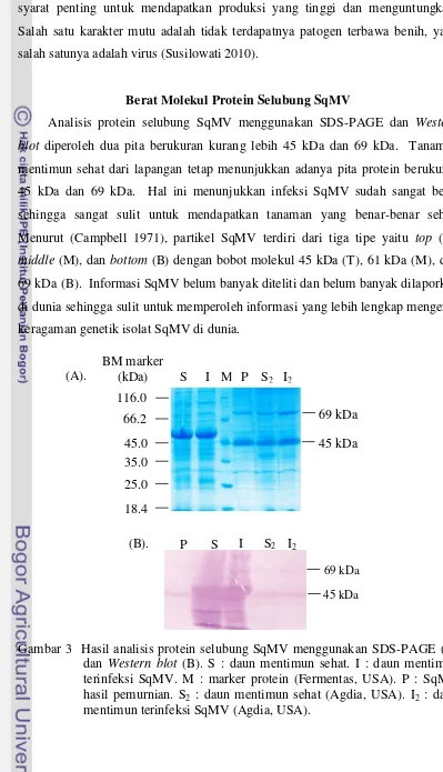 Gambar 3  Hasil analisis protein selubung SqMV menggunakan SDS-PAGE (A) dan Western blot (B)