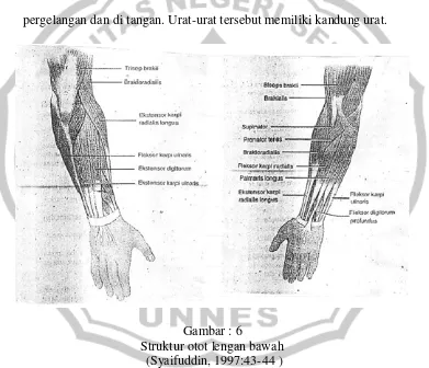 Gambar : 6 Struktur otot lengan bawah 