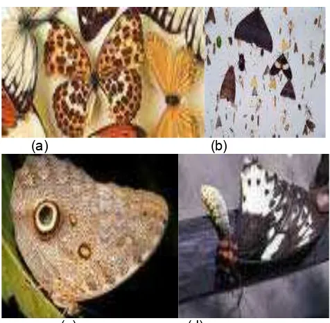 Gambar 9.29. Beberapa contoh Lepidoptera: a. Papilio sp     