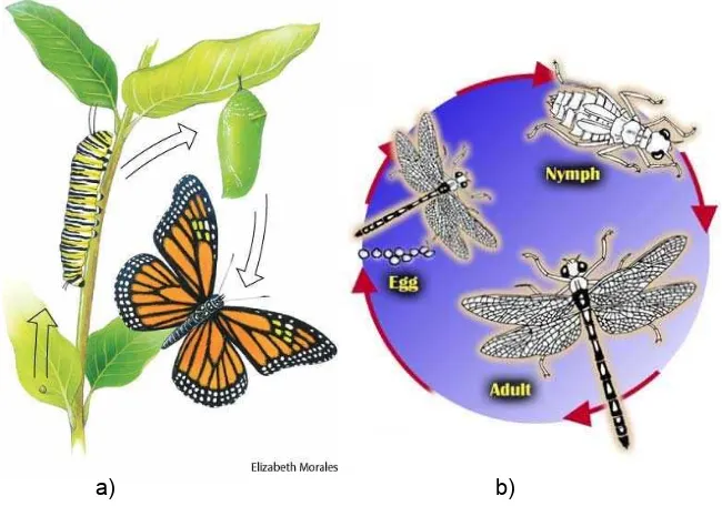 Gambar 9.31. Metamorfosis pada : a. ulat daun (holometabola) dan b. capung (hemimetabola)