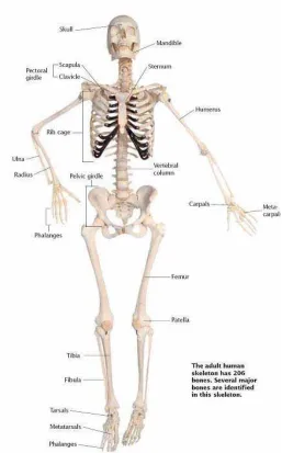 Gambar   9.33. Kerangka manusia. 
