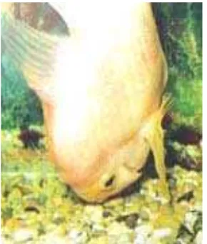 Gambar 8.22. Contoh kasus kelainan gelembung renang (swim bladder) pada ikan "red parrot", ikan berenang dengan kepala di bawah