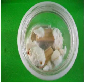 Gambar botol uji pada biakan jamur   S. commune  