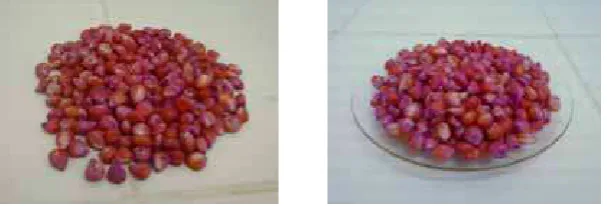 Gambar 2.2. Limbah Biji Jagung 