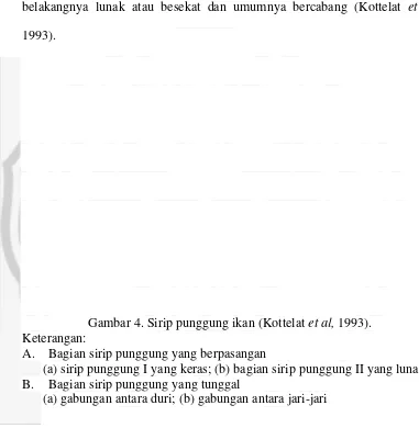 Gambar 4. Sirip punggung ikan (Kottelat et al, 1993). 