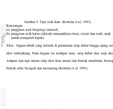 Gambar 5. Tipe sisik ikan  (Kottelat et al, 1993). 