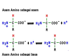 Gambar 14.20. Molekul Asam amino sebagai asam dan sebagai basa